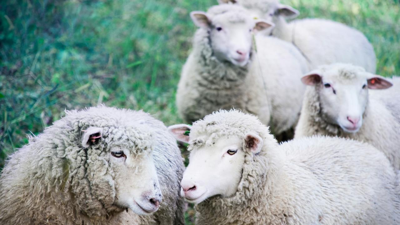 Wool report Wool report