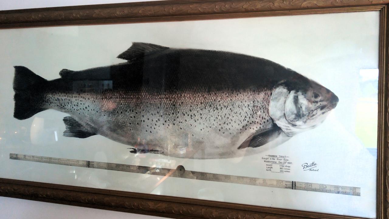 Trout Trout