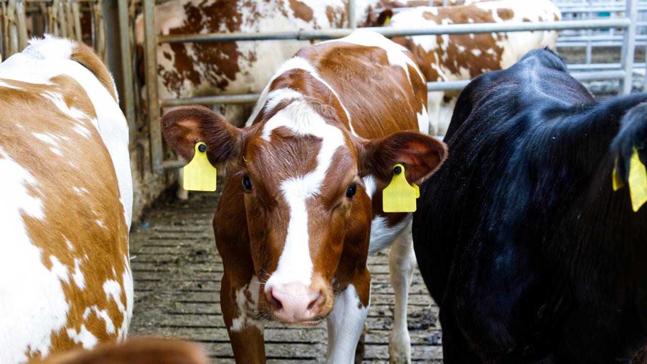 Cattle Cattle