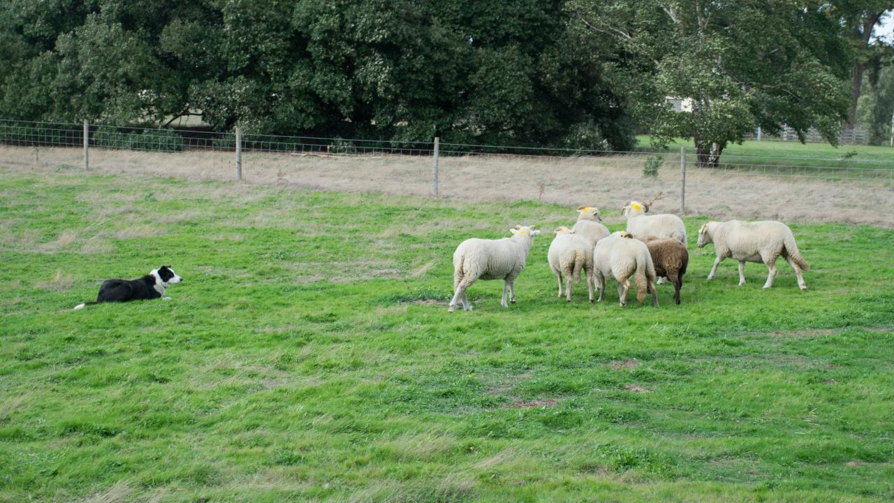 A working dog rounding up sheep