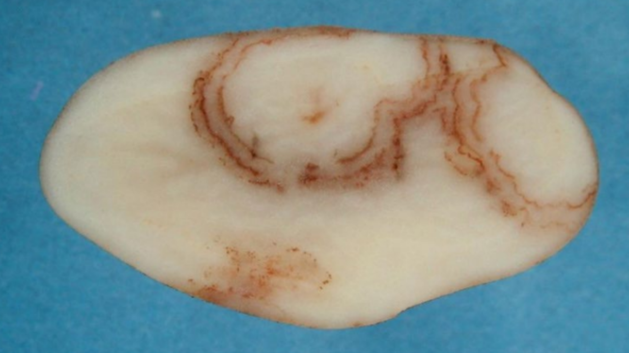 An example of a potato with mop-top virus An example of a potato with mop-top virus