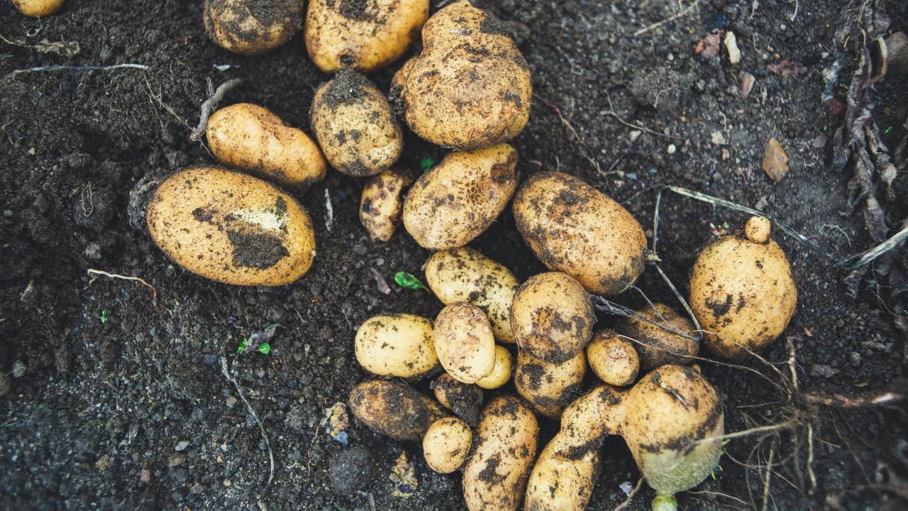 Potatoes