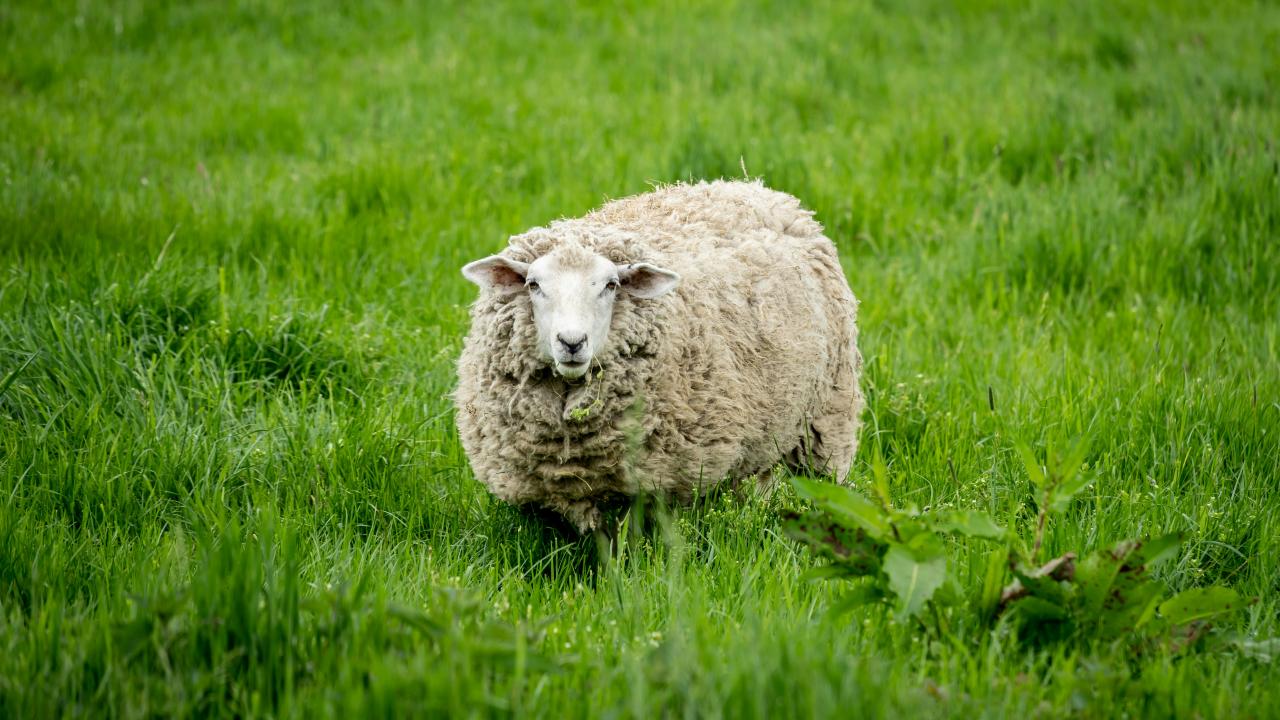 Sheep