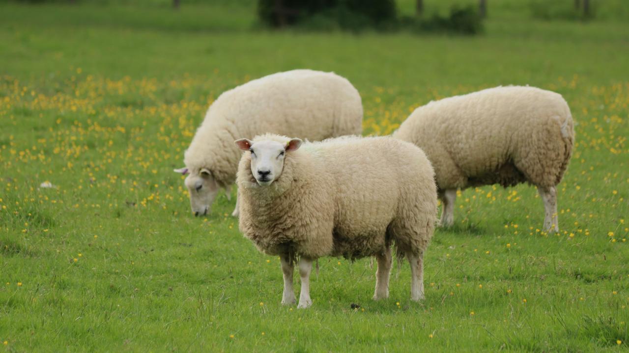 Sheep Sheep