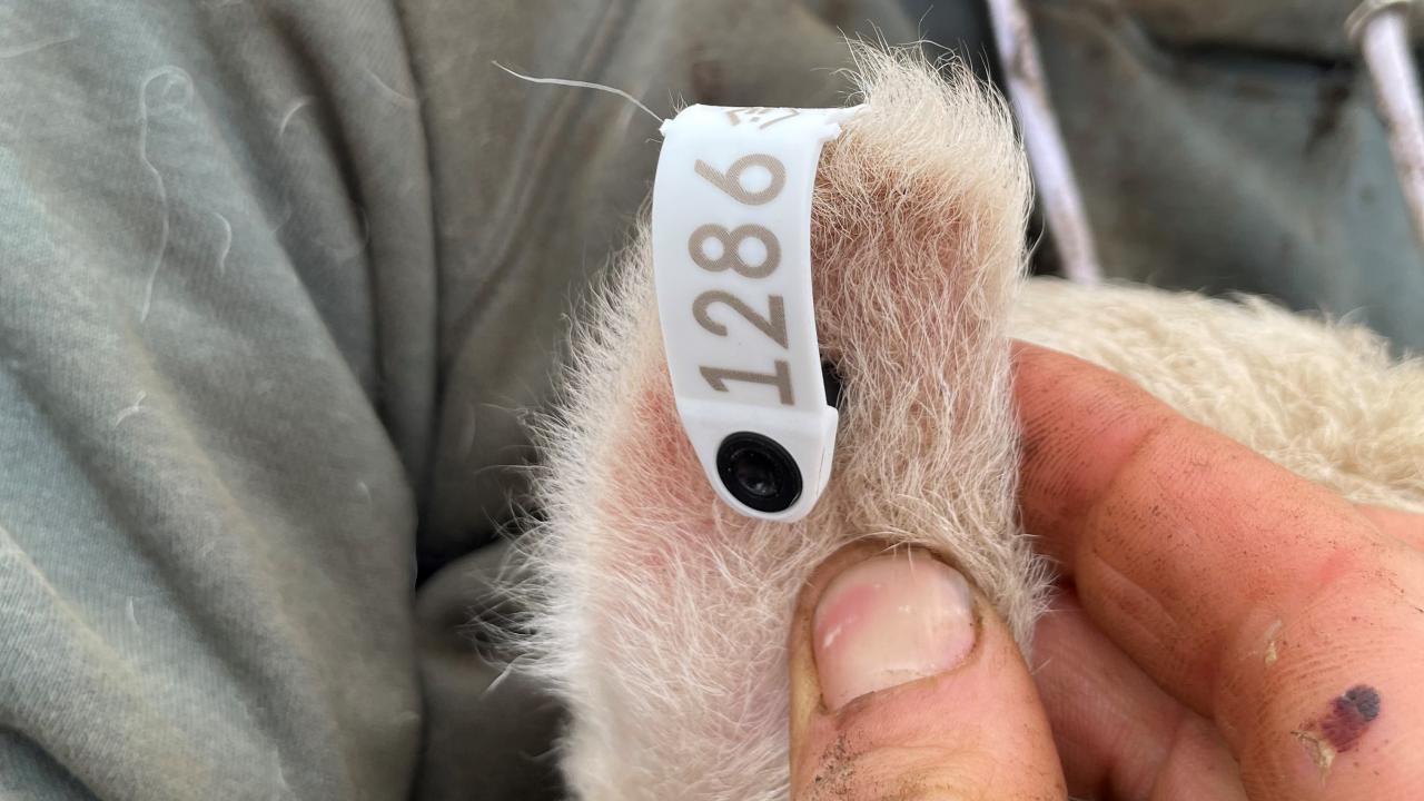 A newborn lamb with an electronic tag A newborn lamb with an electronic tag