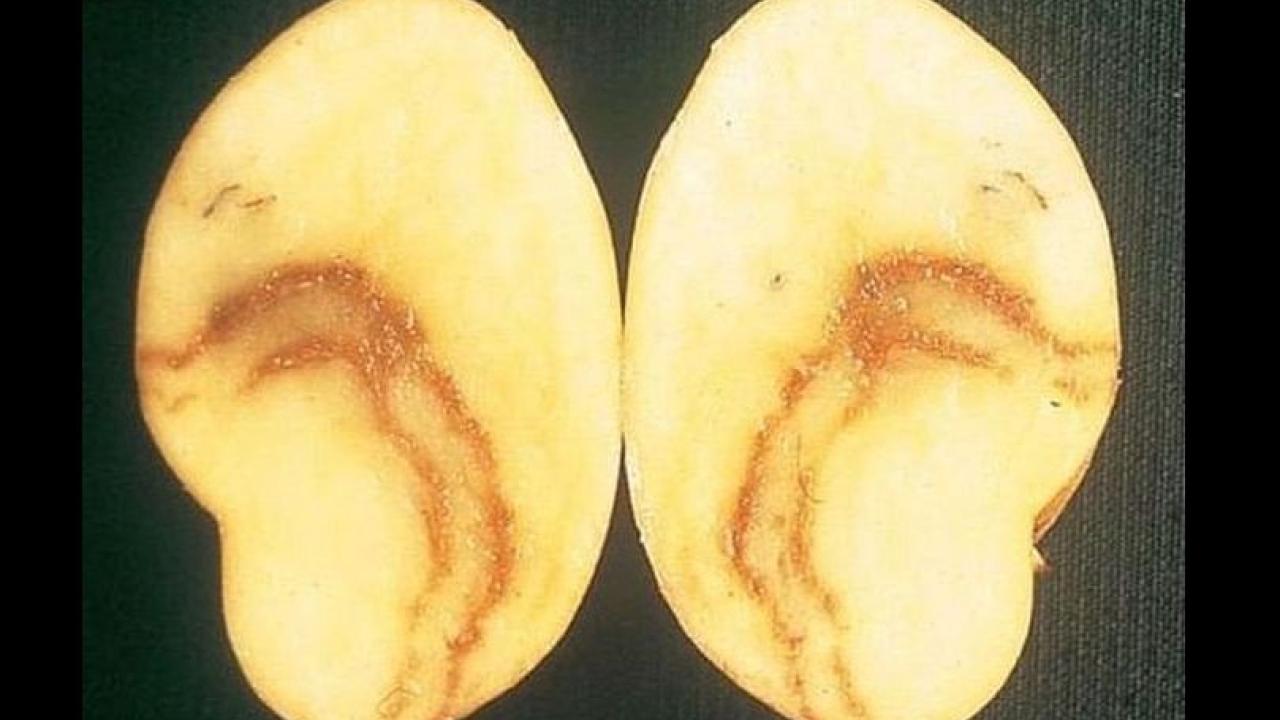 A potato with mop-top virus A potato with mop-top virus