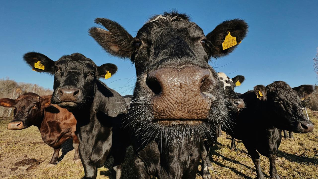 Cattle Cattle