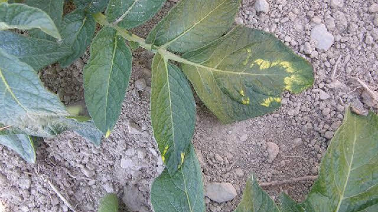 Leaf of potato plant with mop-top virus Leaf of potato plant with mop-top virus