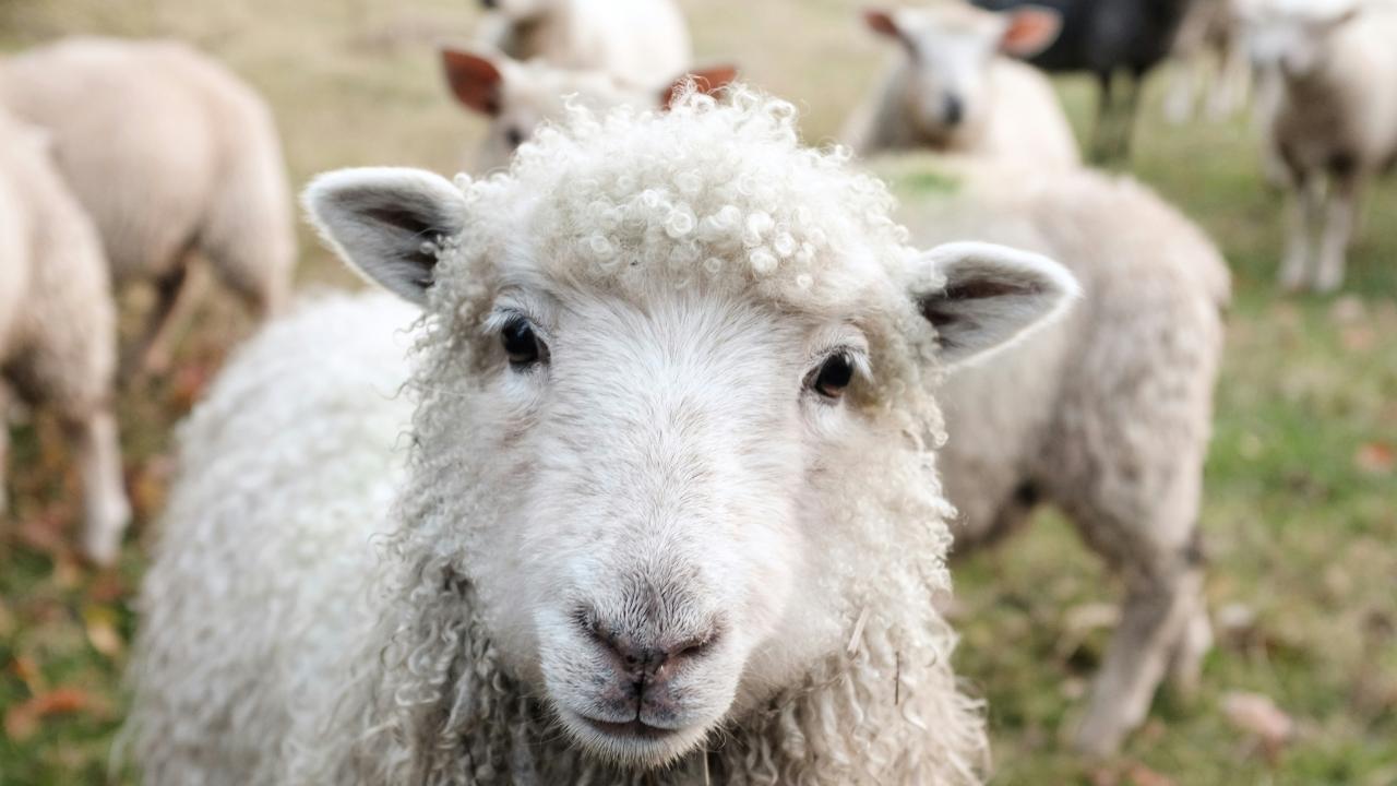 Sheep