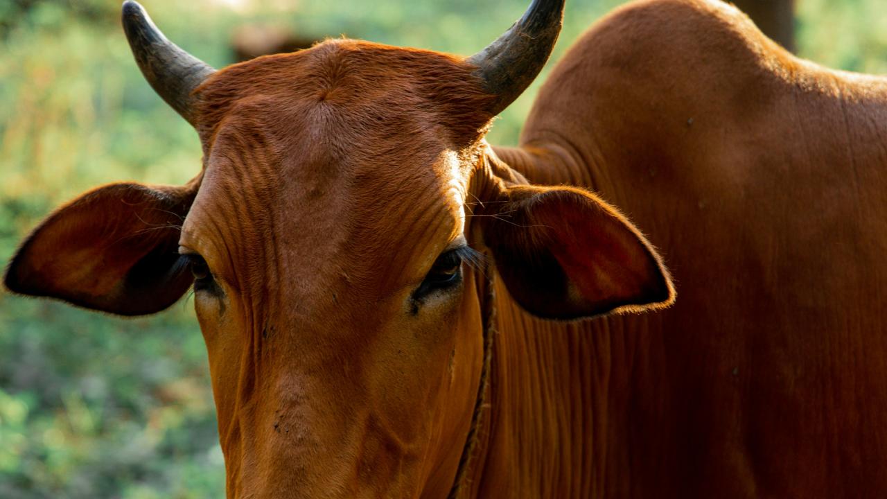 Cattle Cattle