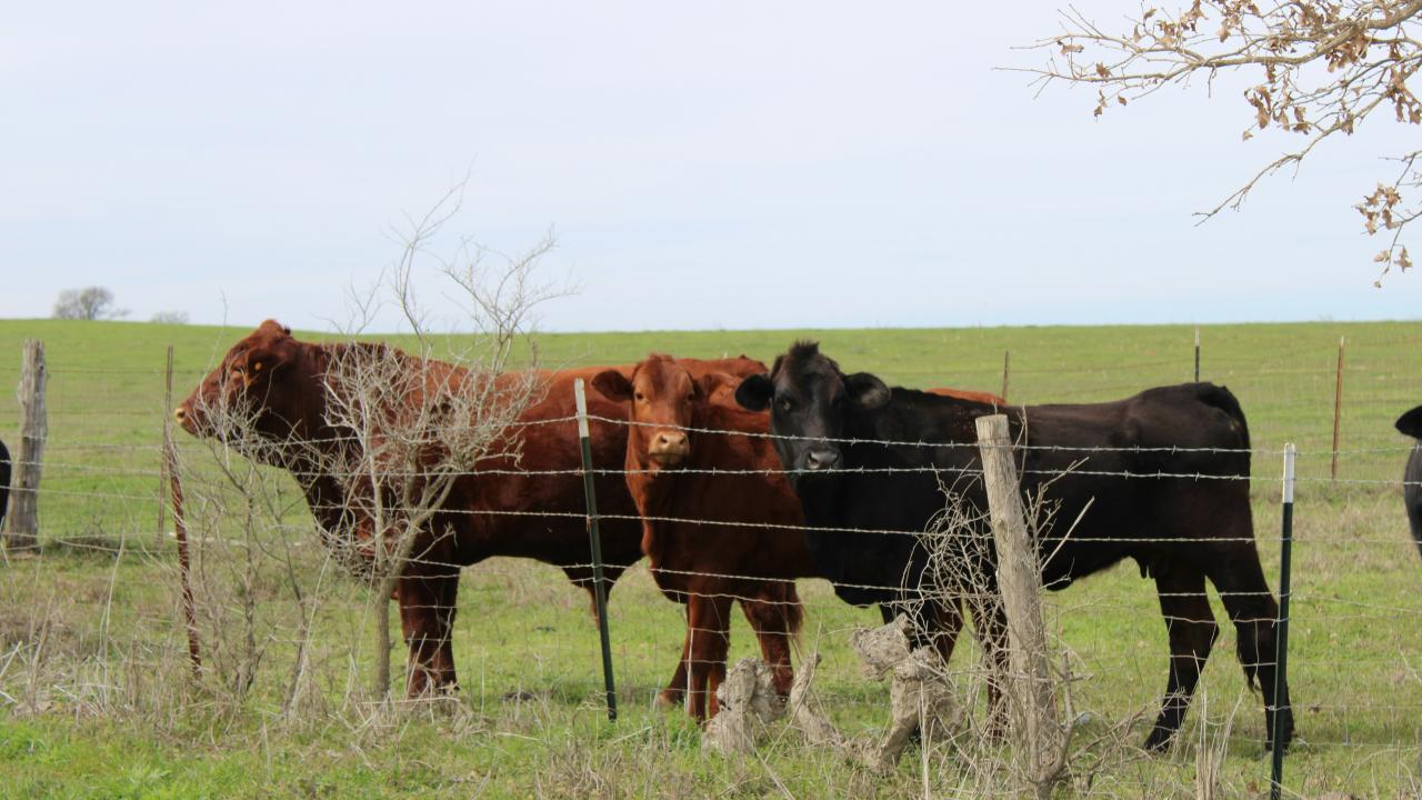 Cattle