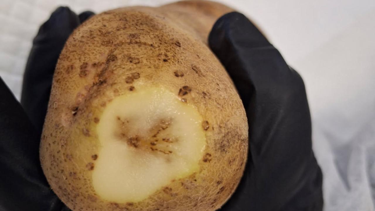 A potato with mop-top virus