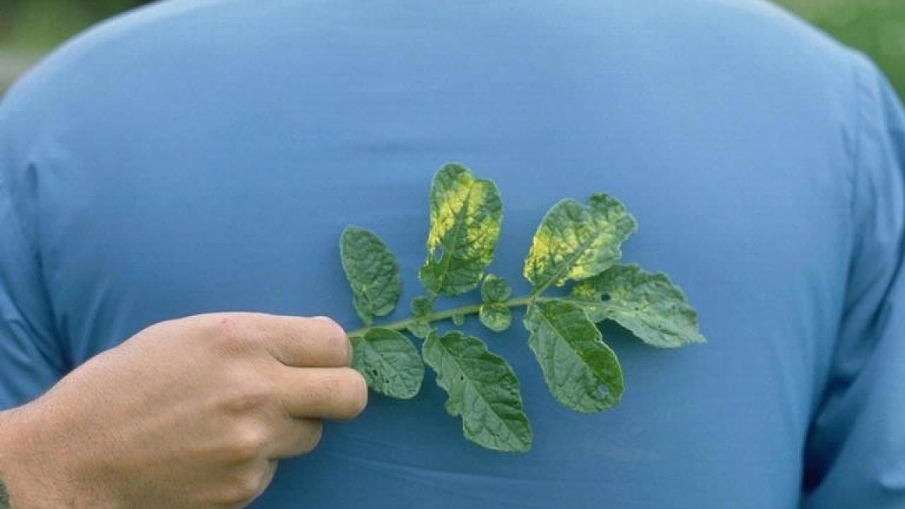 A potato leaf with mop-top