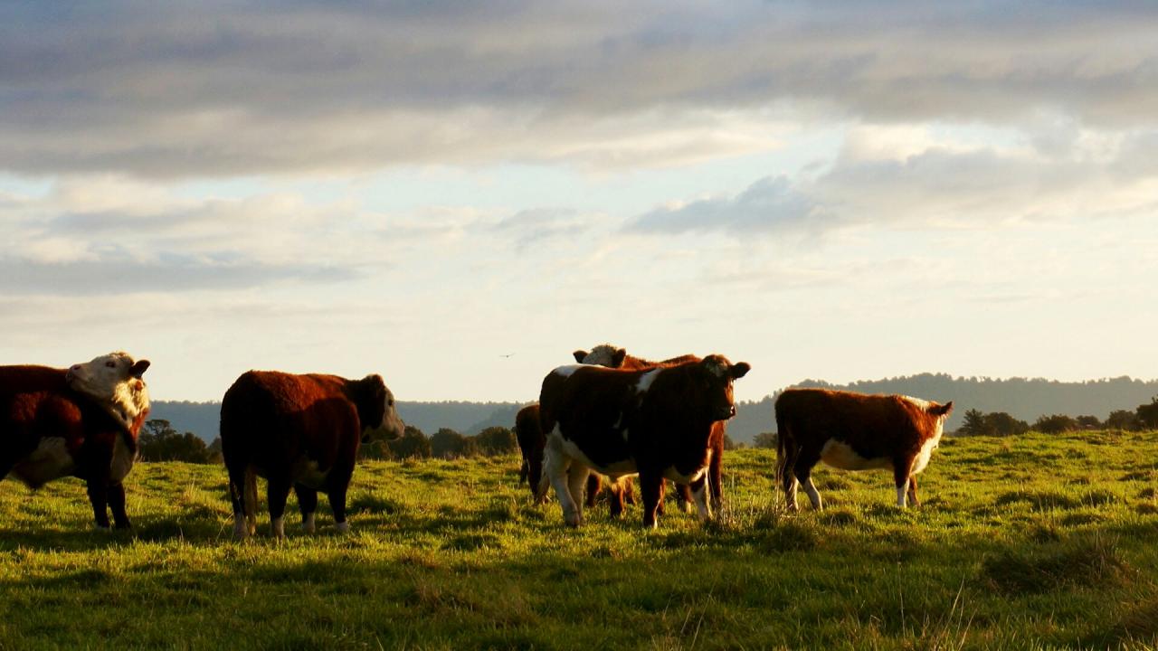 Cattle Cattle
