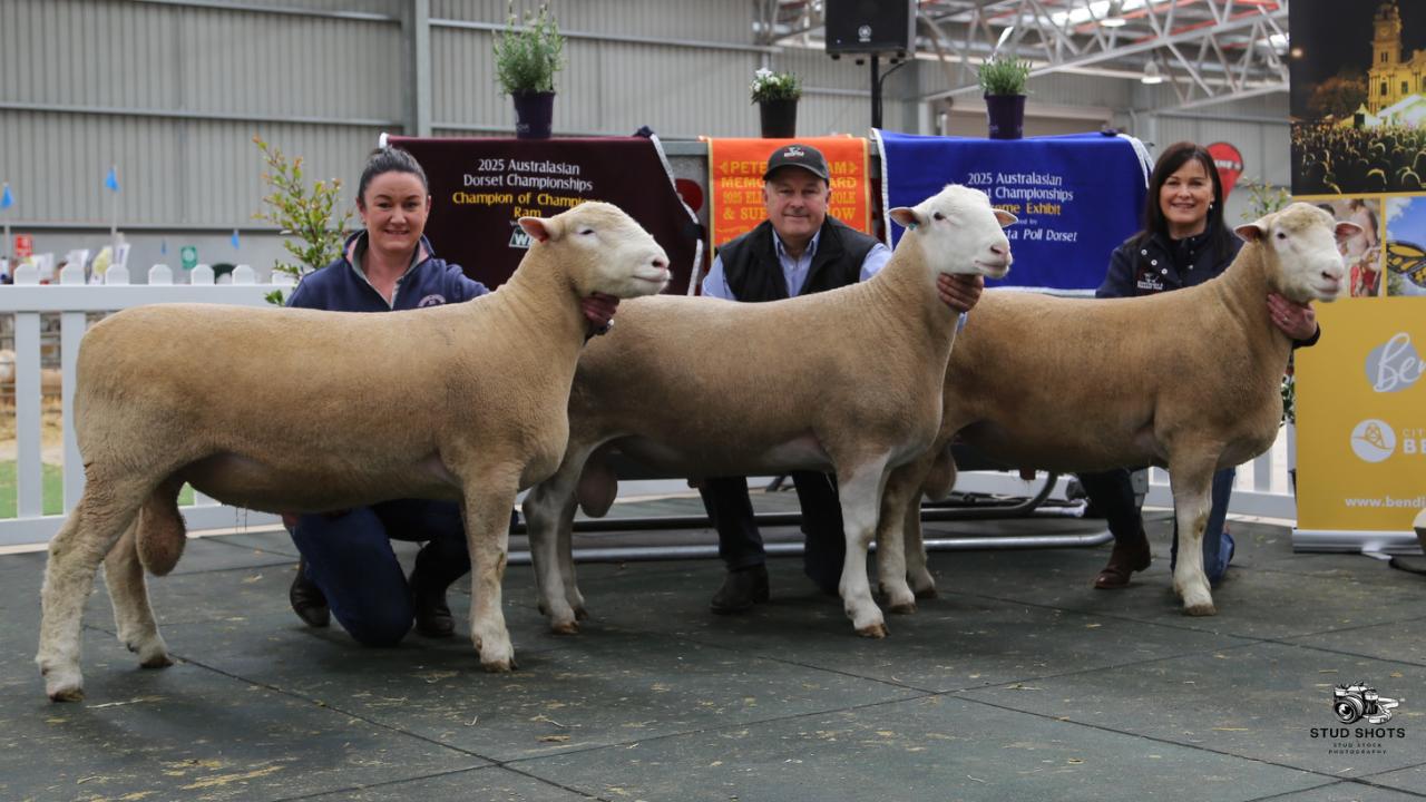 Carmen Cresswell, Paul Day and Shannon Day with the successful Sunnybanks and Faraday Park rams that competed in the Australasian Dorset Championships and the Elite Show and Sale in Bendigo Carmen Cresswell, Paul Day and Shannon Day with the successful Sunnybanks and Faraday Park rams that competed in the Australasian Dorset Championships and the Elite Show and Sale in Bendigo