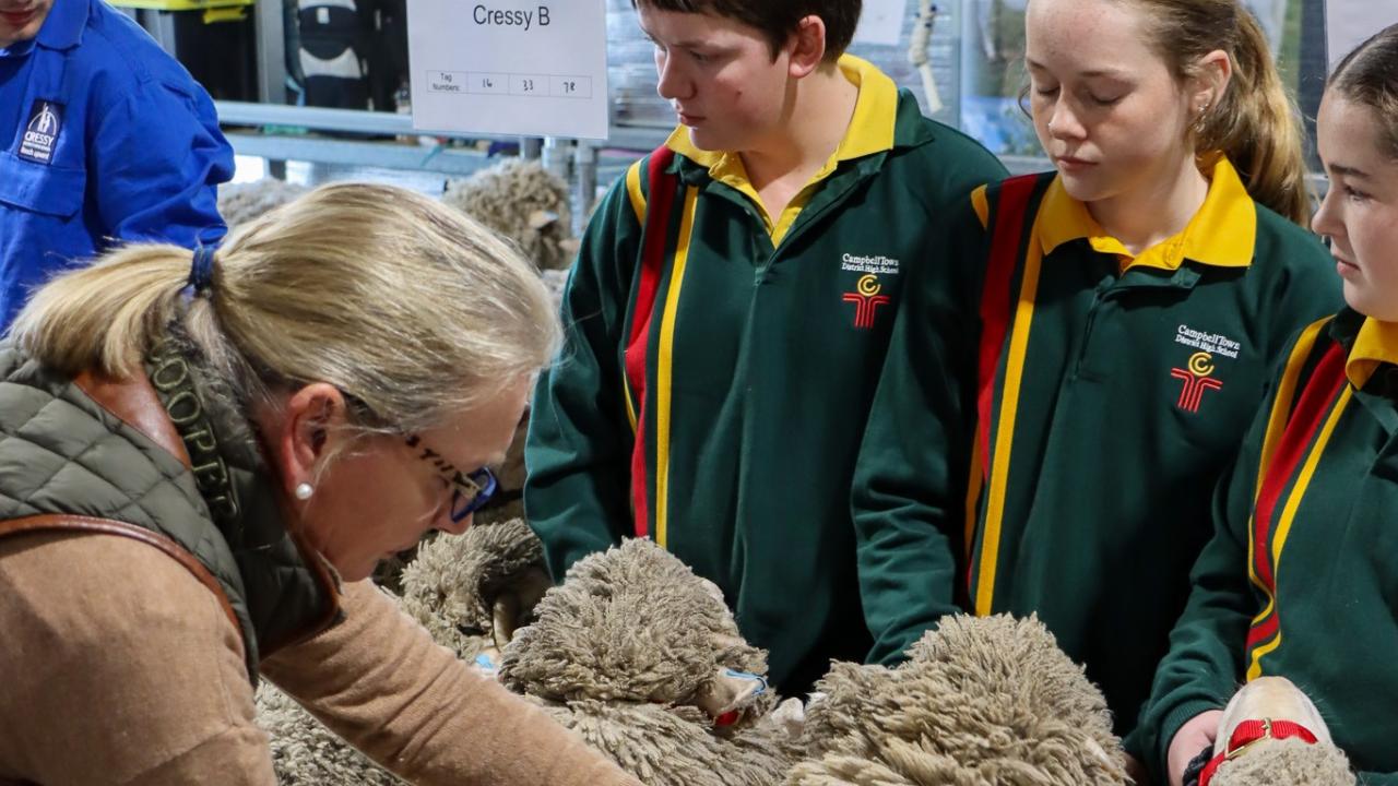 Merino wether challenge
