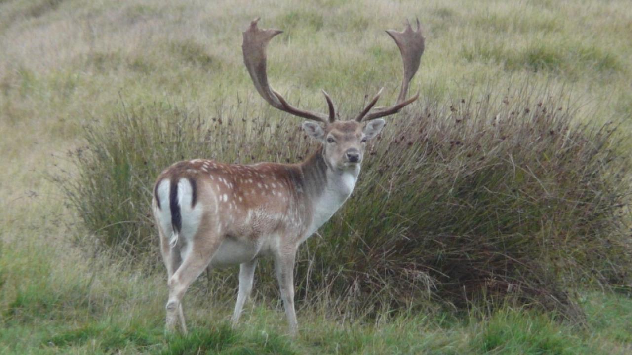 Fallow deer