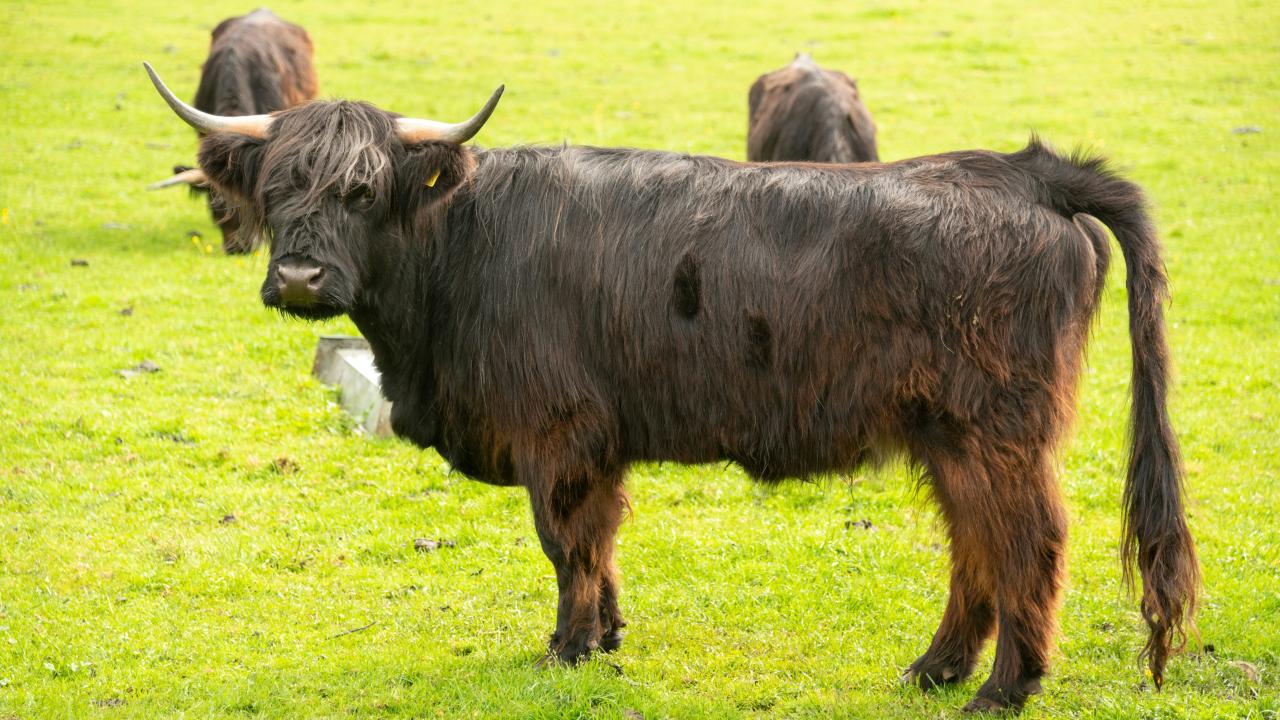 Angus bull