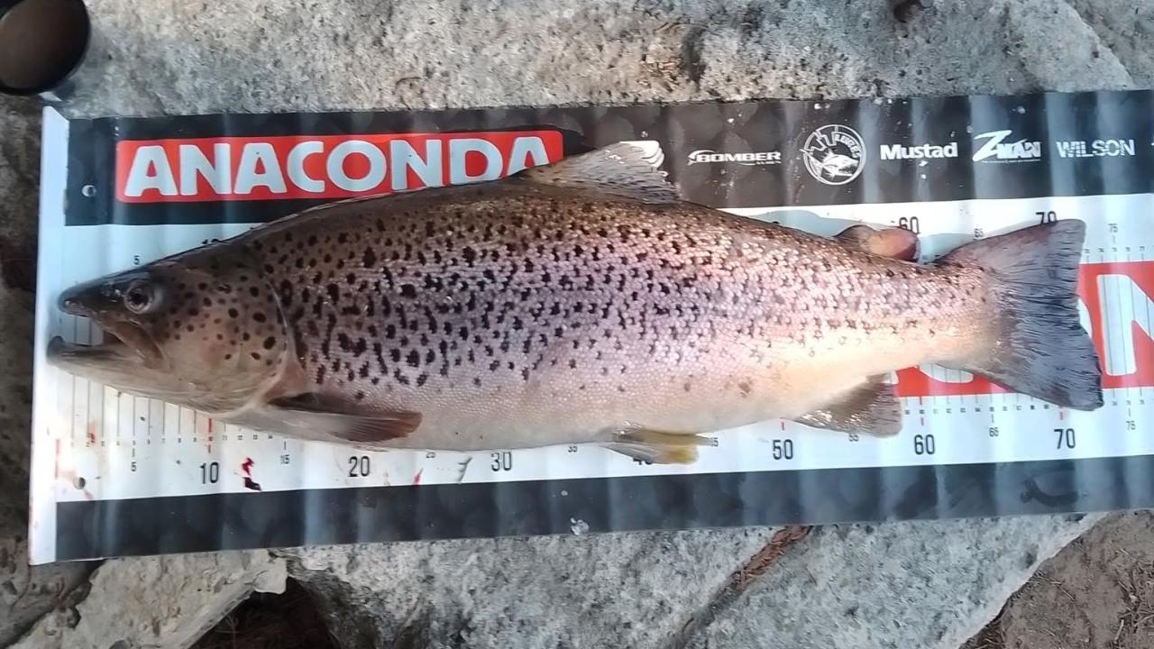 A 5.6kg brown trout caught by David Menzies from the Tyenna River back in August.