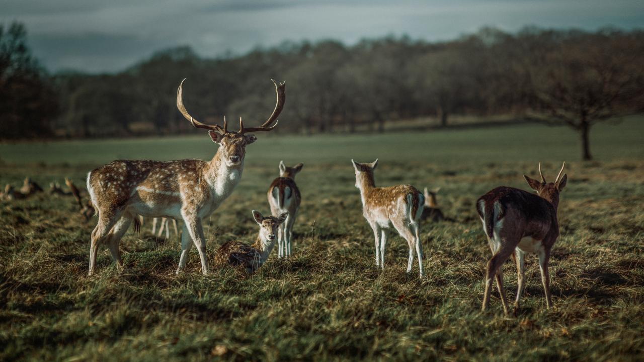 Fallow deer