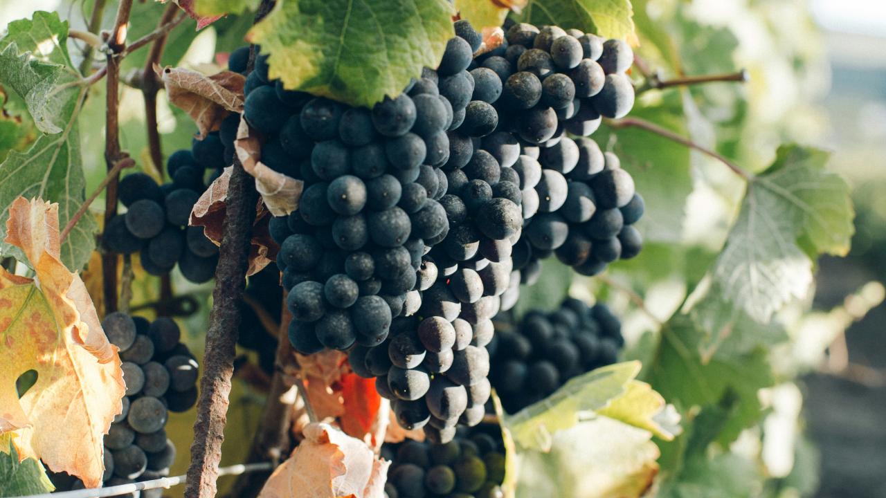 Wine grapes photo by Anna Kaminova Wine grapes photo by Anna Kaminova