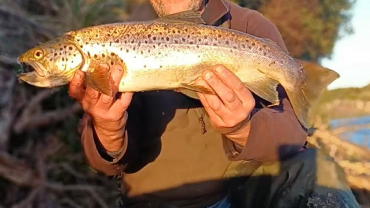 Adrian Slater with a solid female brown trout he caught from Blackmans Lagoon recently. Adrian Slater with a solid female brown trout he caught from Blackmans Lagoon recently.