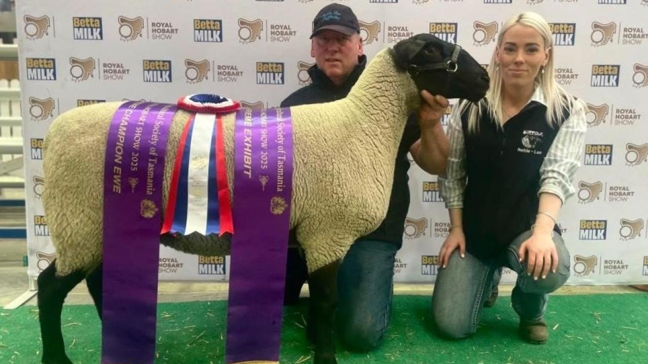 Brett Stokes and daughter Laura of Noble-Lea Stud with the Supreme Exhibit at Royal Hobart Show. Brett Stokes and daughter Laura of Noble-Lea Stud with the Supreme Exhibit at Royal Hobart Show.