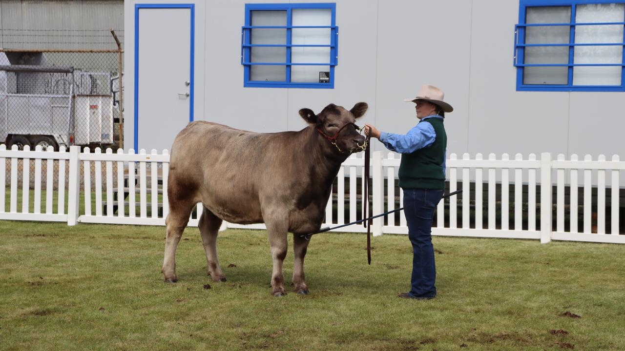 Cloverside Murray Greys' Zephr V3 took out the Supreme Exhibit in the beef cattle section of the Royal Hobart Show
