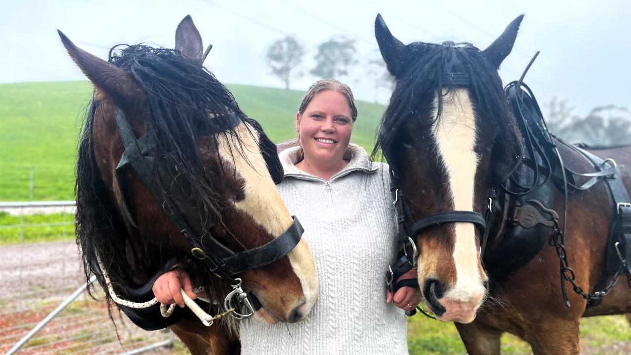 Emma Post of Riana with her Shire horses Stamp and Ben, who will be part of the heavy horse lineup at Deloraine Show next weekend.