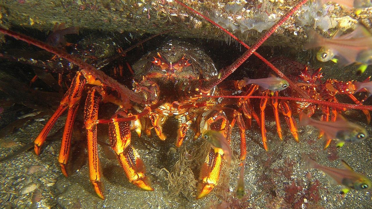 A rock lobster underwater