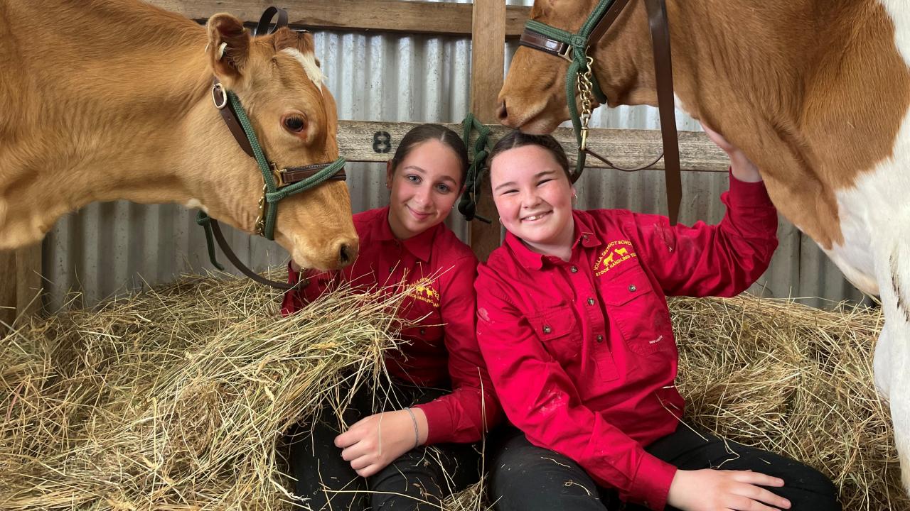 Yolla District School student Lilly Shaw of Elliot and Ashlee Gardam of Wynyard with school dairy cows Torpedo and Denzil