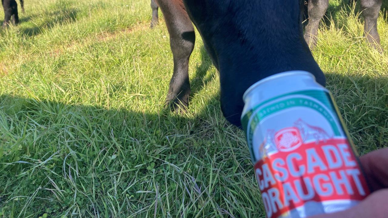 One of Ross Mace's cattle having a sip of Cascade Draught