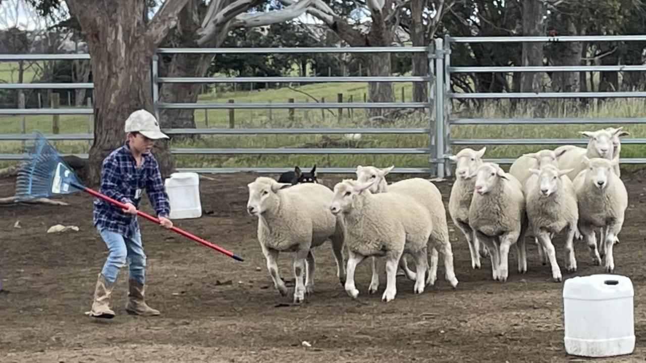 Lachie Boon learning how to shepherd livestock
