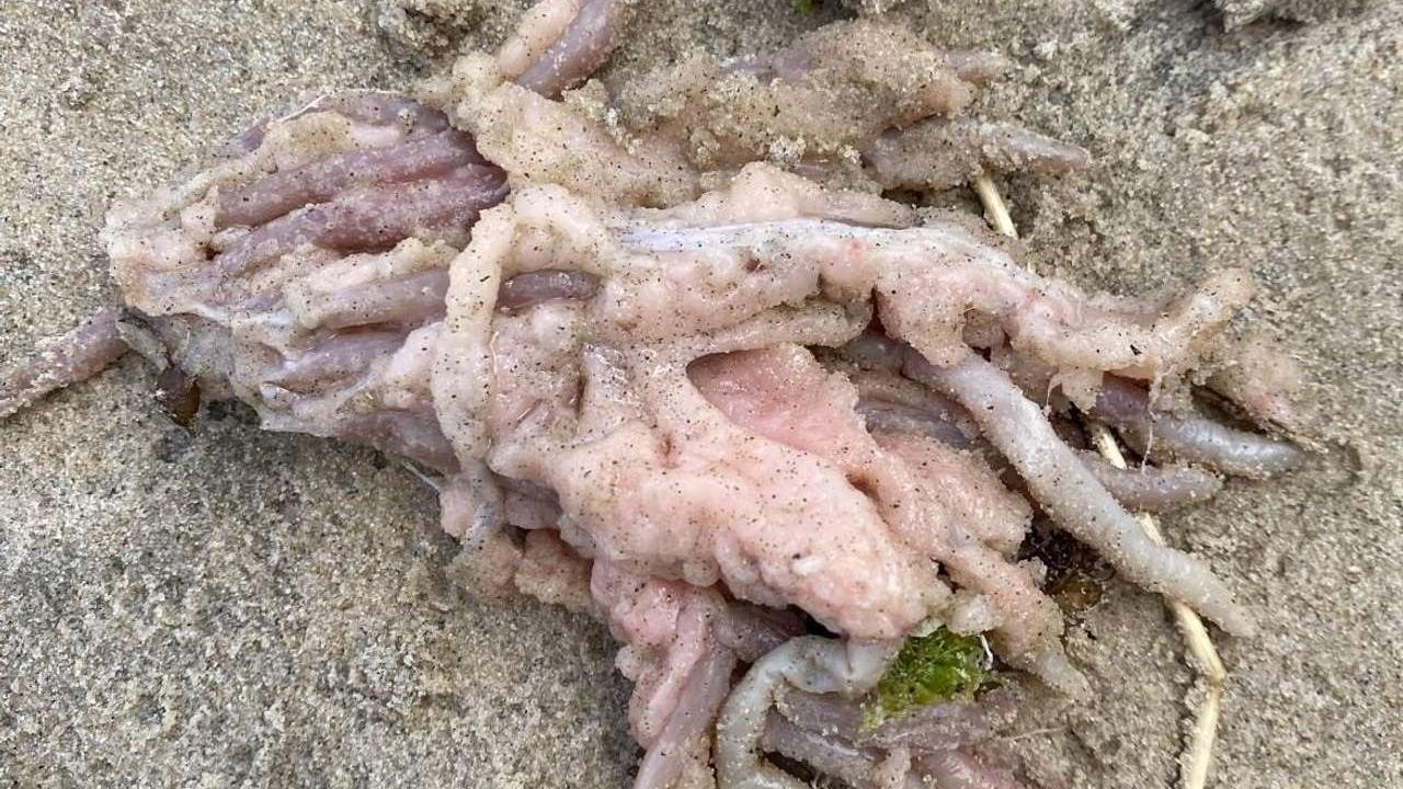 Fish remains found at Verona Sands on Christmas Day.