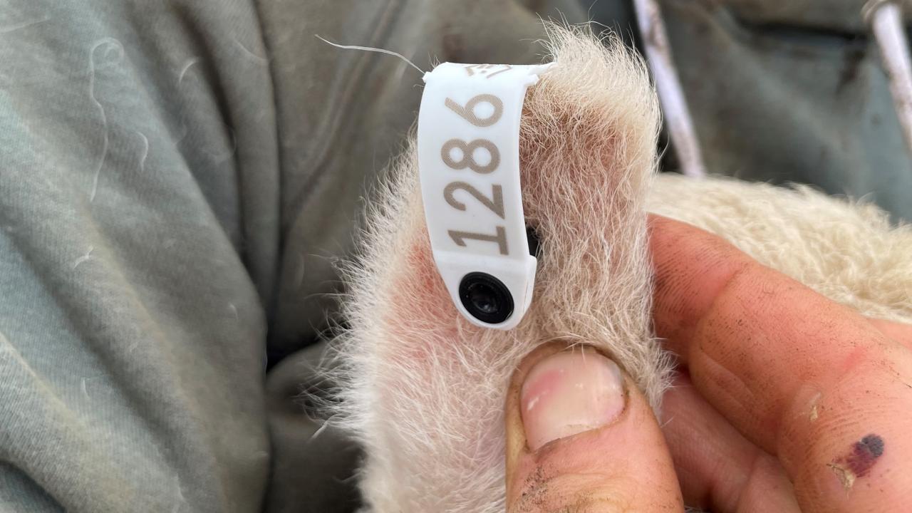 A tagged lamb