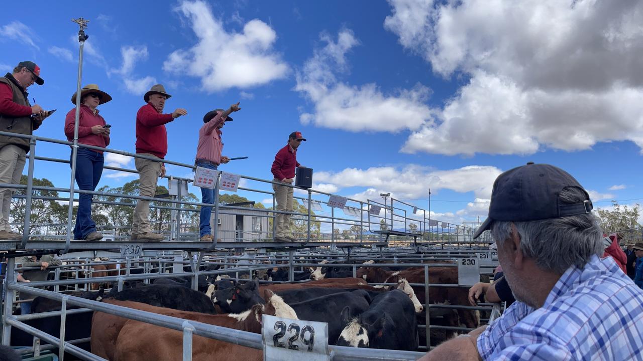 Powranna store cattle sale