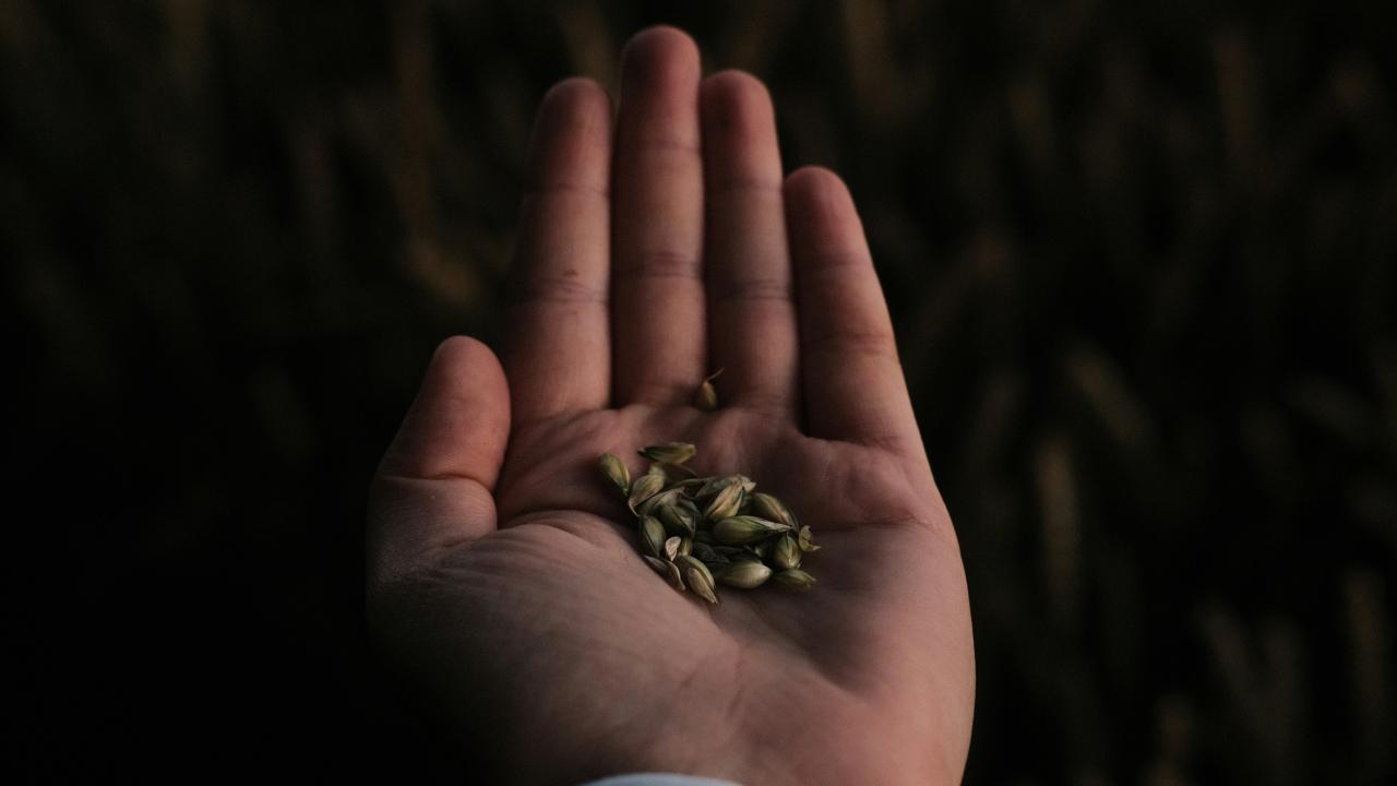 Seeds