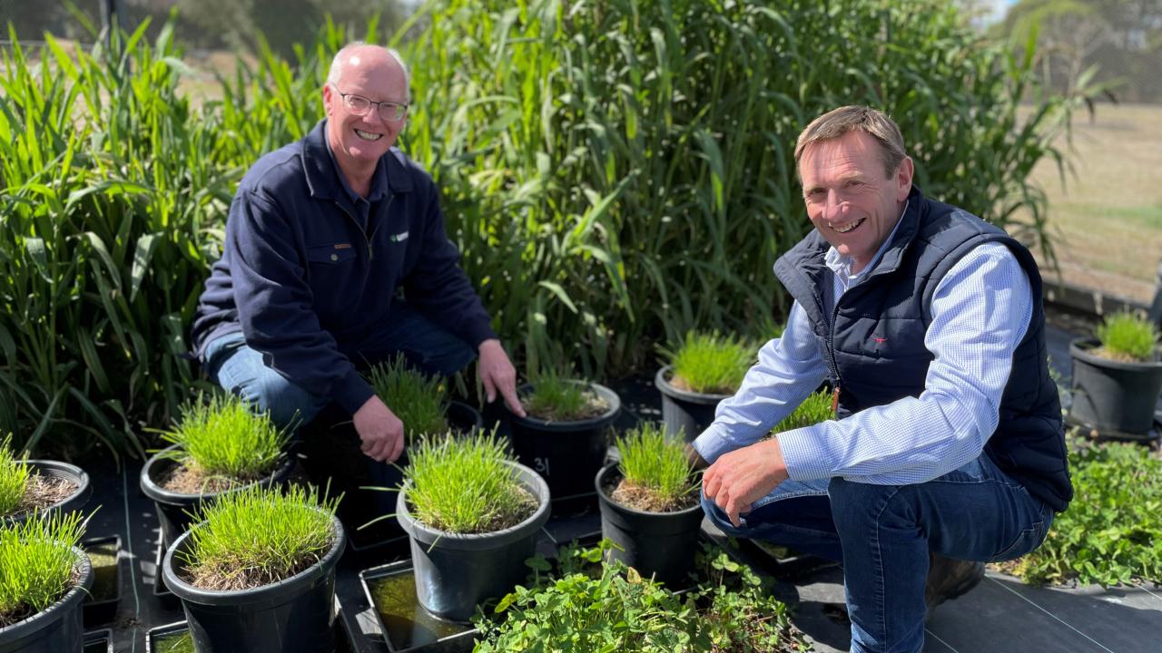UMS Cressy Research Station manager Tim Smallbon and director and founder Stewart Sutherland look at some of the new seed varieties being developed in one of their plots.