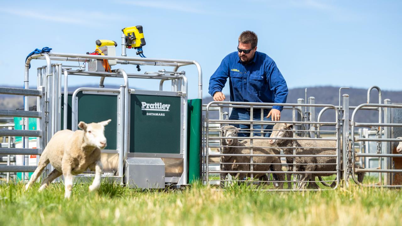 Datamars Livestock EID tag specialist Tyler Geist