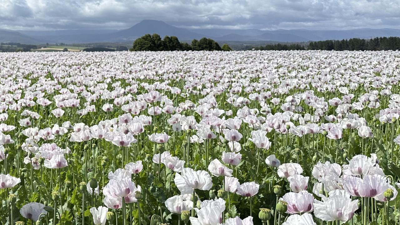 Poppies in a field
