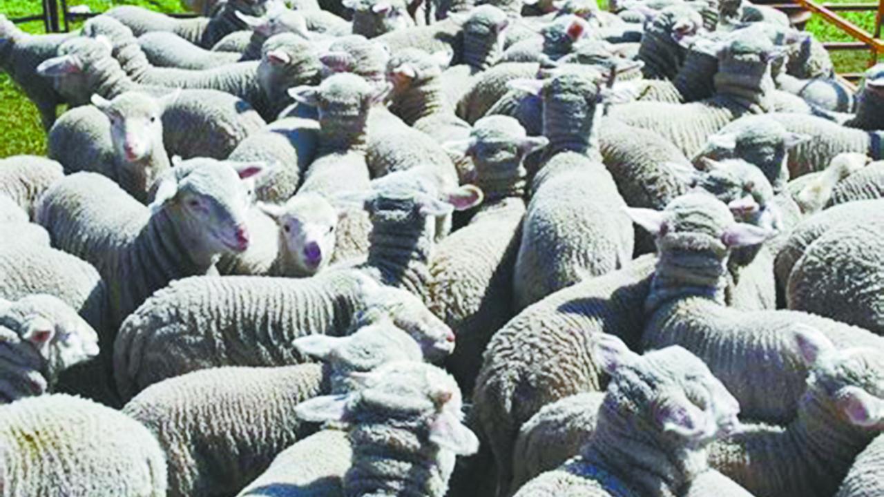 Pen of sheep