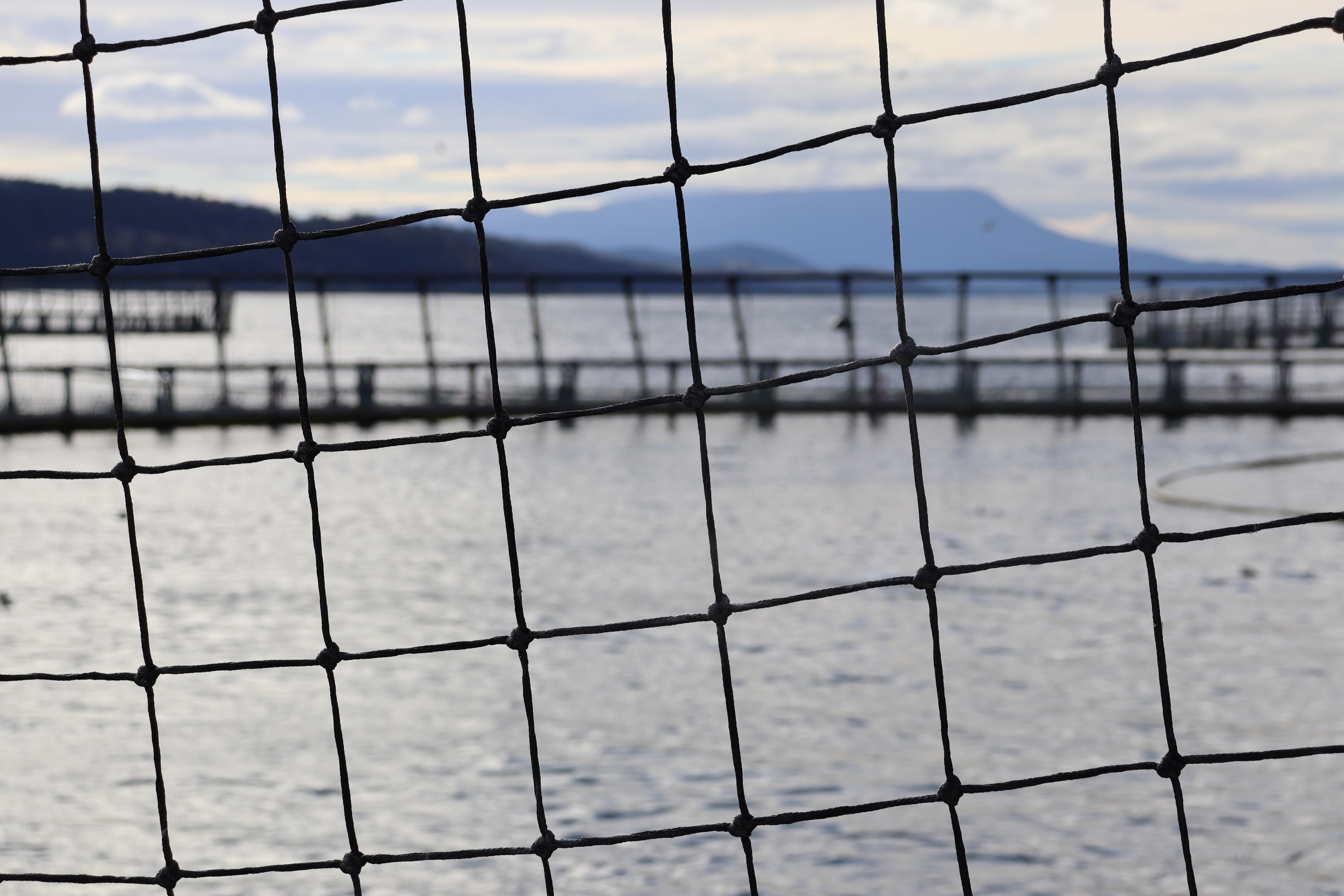 A salmon pen