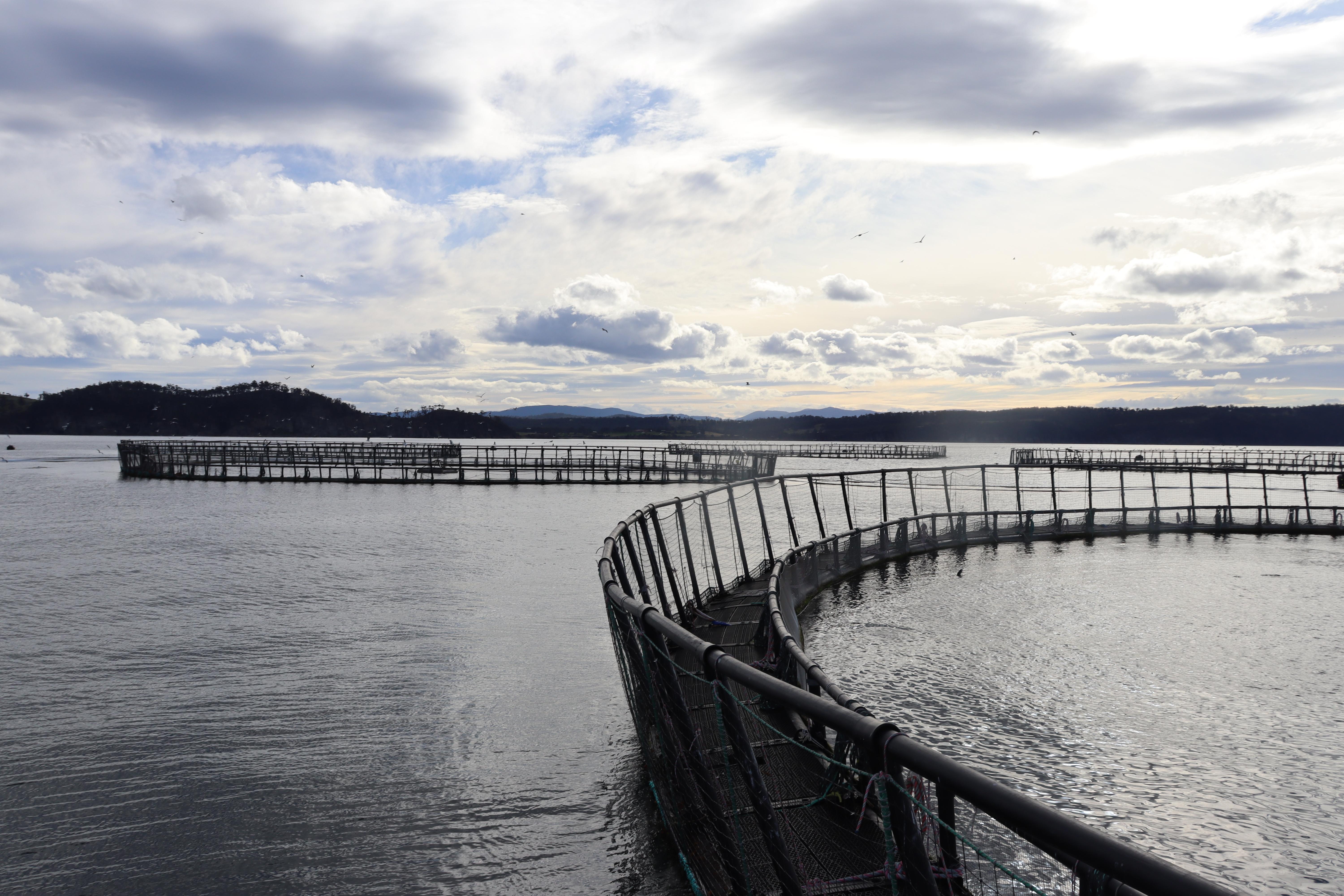 Salmon pens