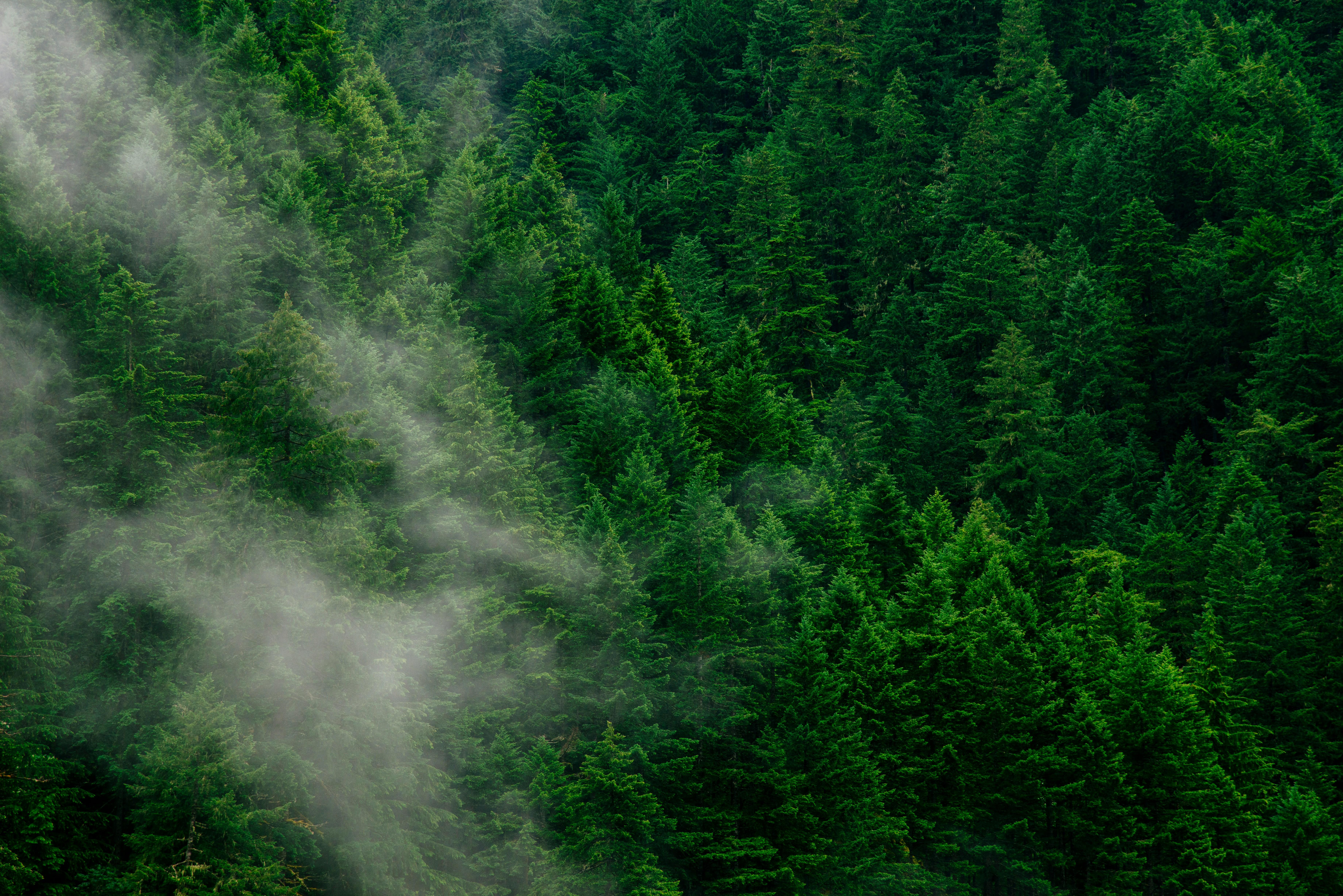A forest