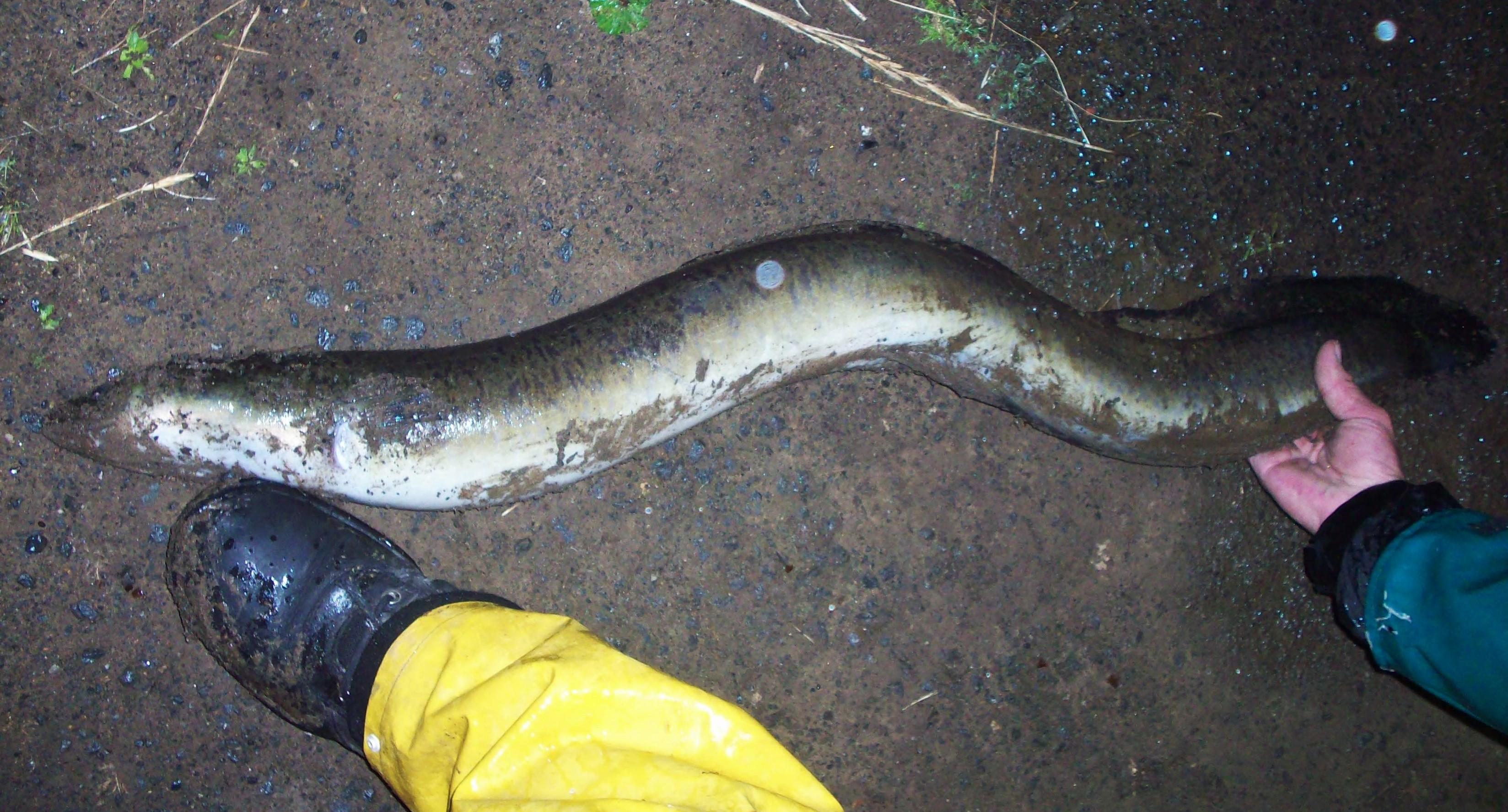 An eel