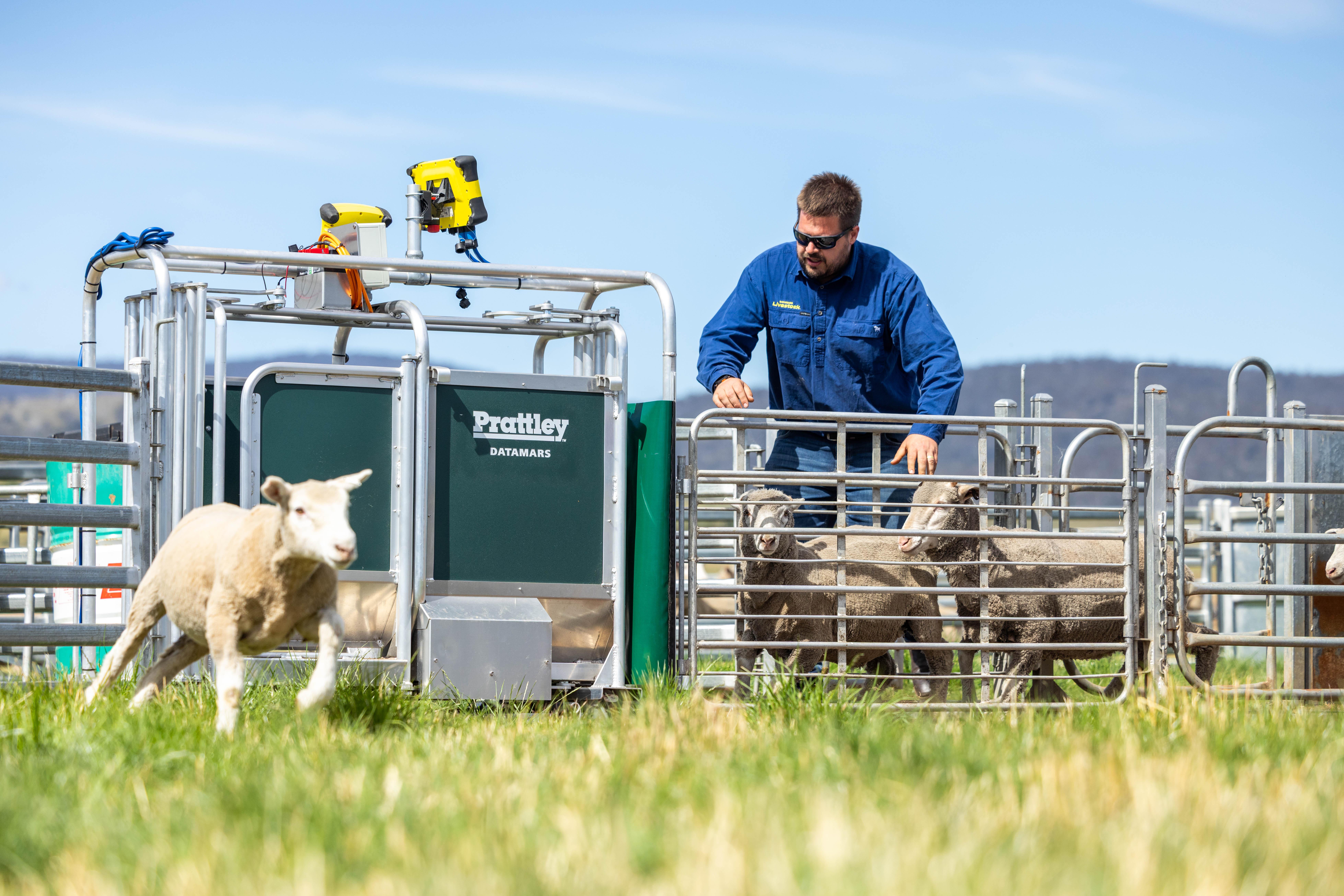 Tagging sheep