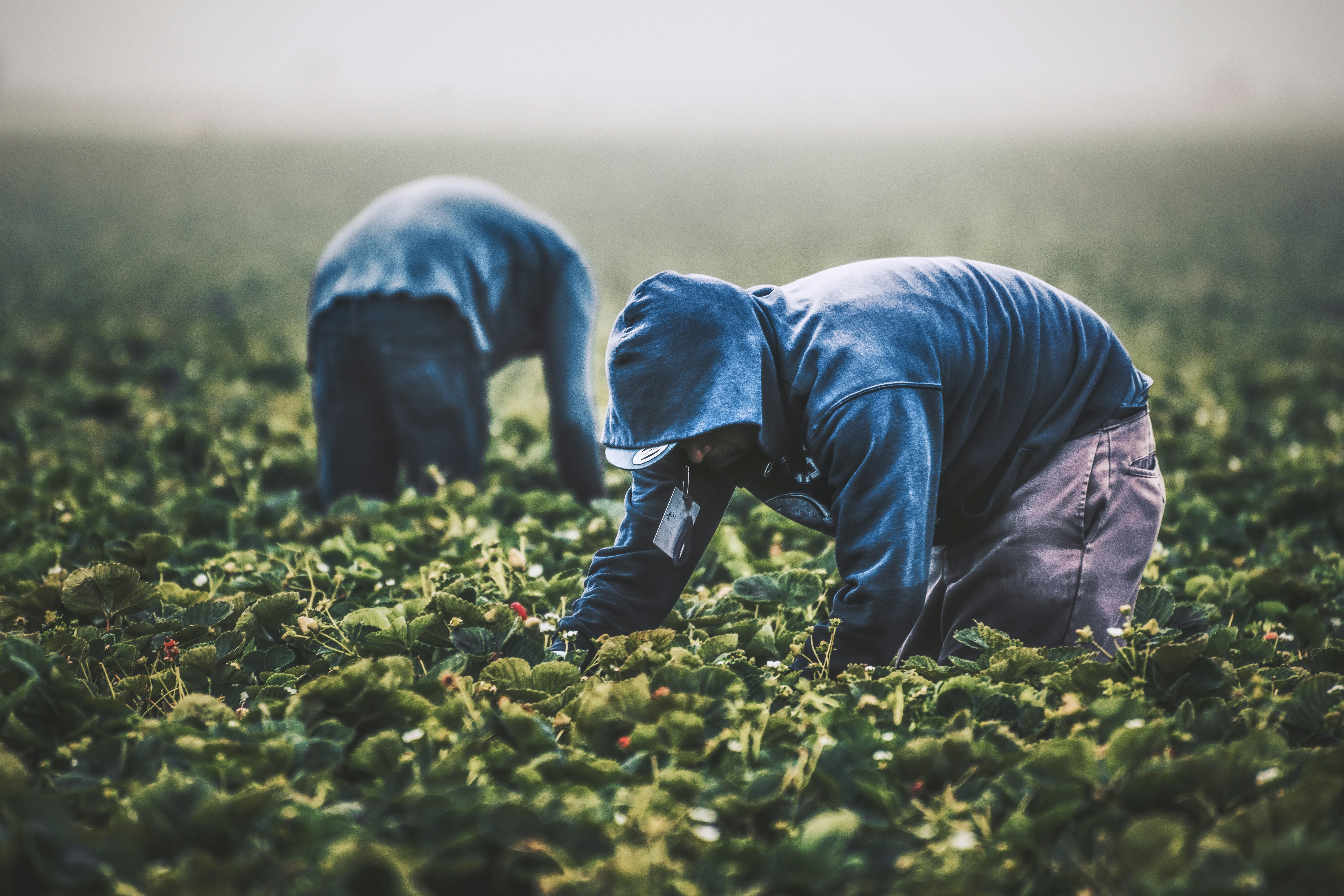 Harvesting