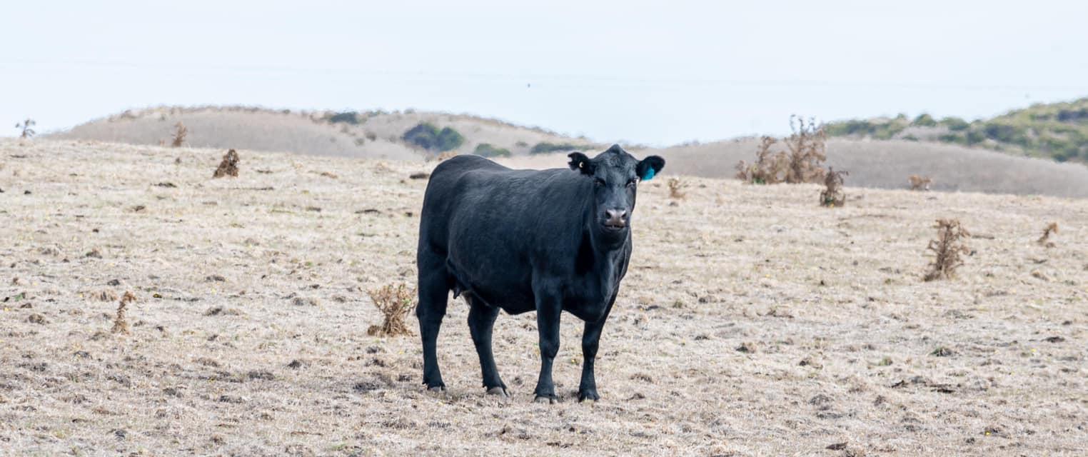Cattle