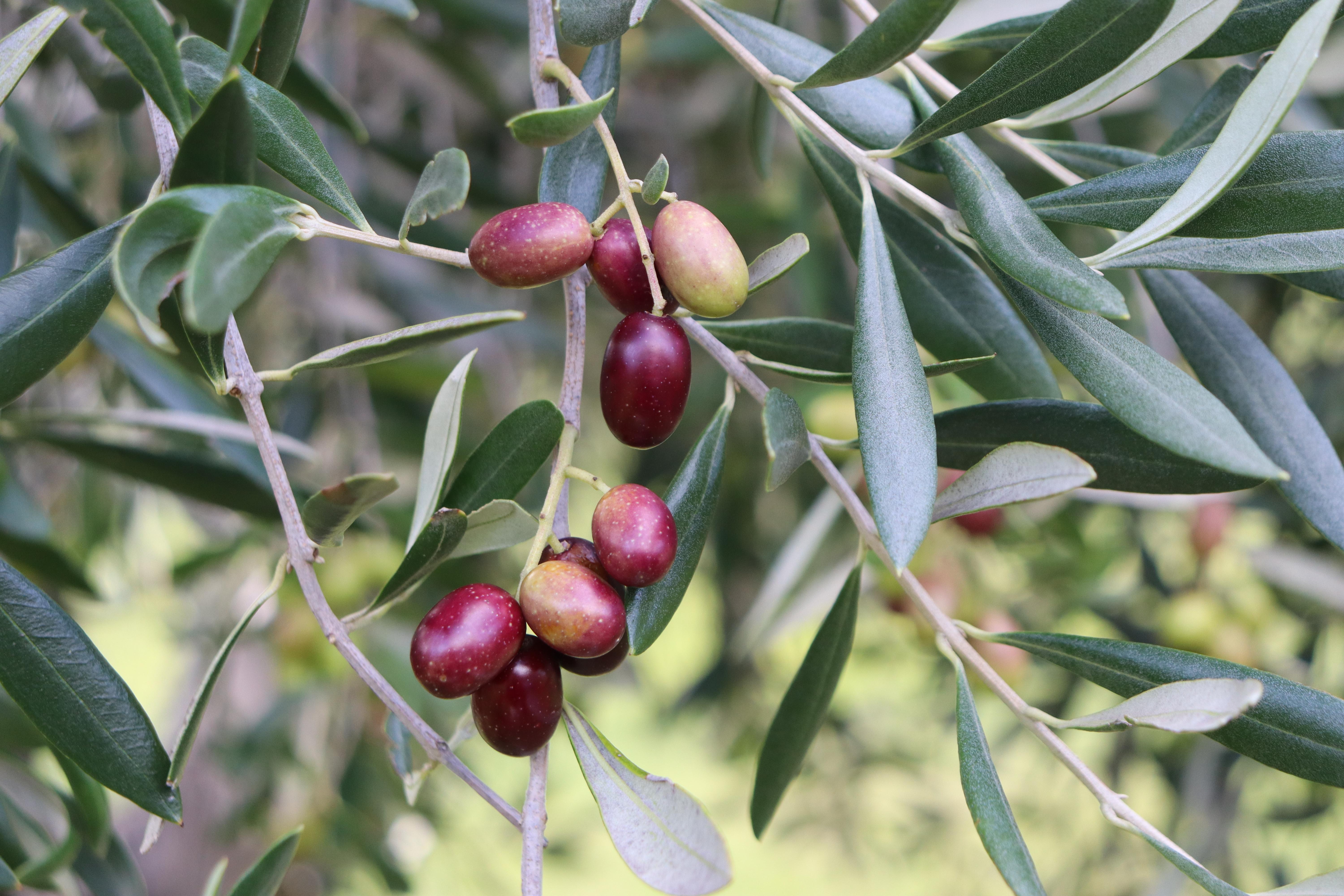 Olives on the tree