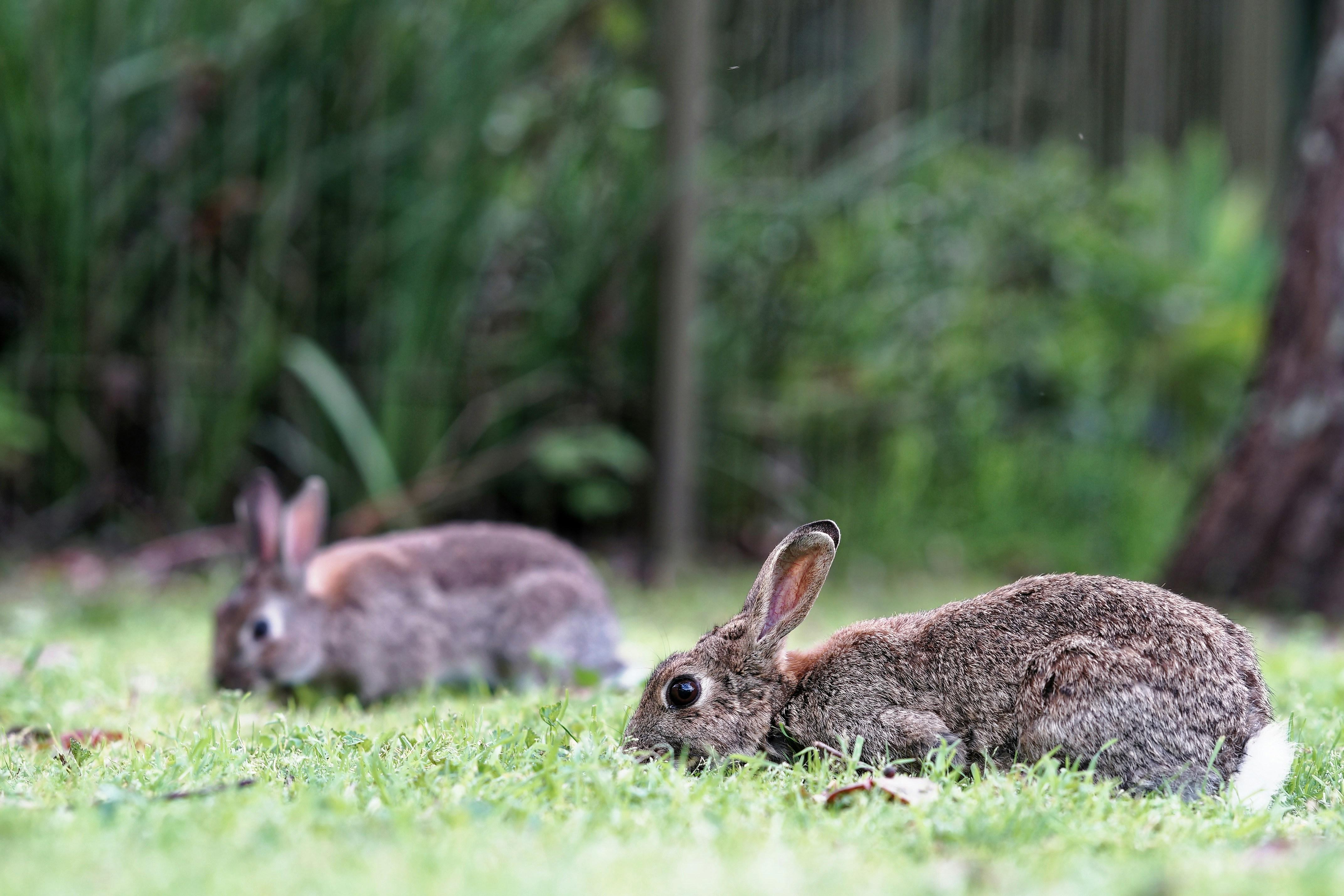 Rabbit